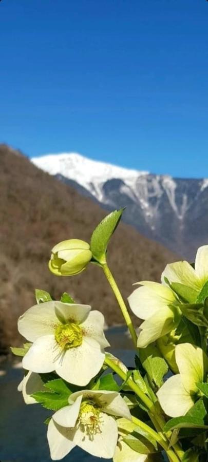 Белый Лотос Gagra Eksteriør bilde